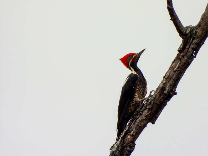 Carpintero Lineado (Dryocopus lineatus)