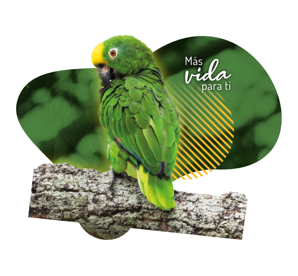 OCTOBER BIG DAY LOS OLIVOS AVISTAMIENTO AVES