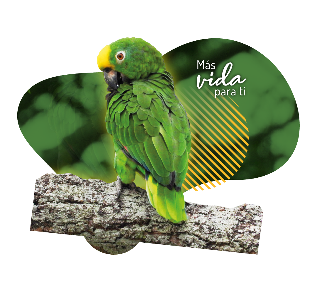 OCTOBER BIG DAY LOS OLIVOS AVISTAMIENTO AVES