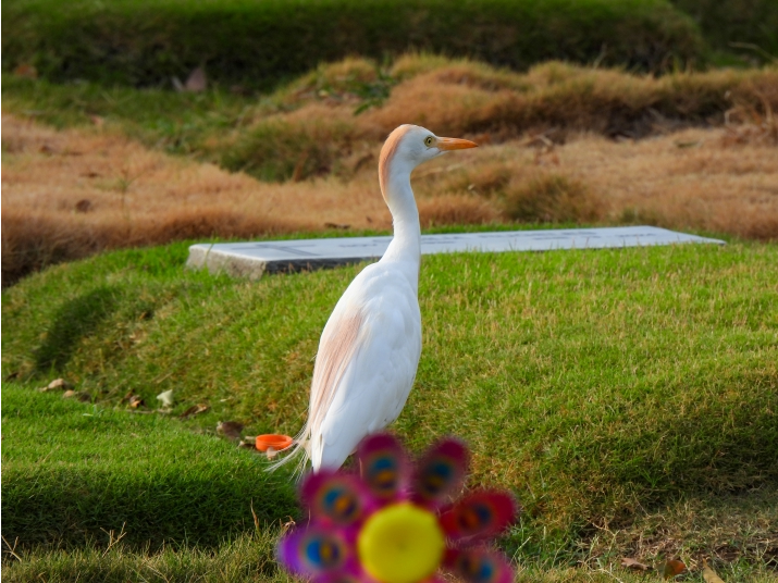 Garza Bueyera Occidental (Ardea ibis)
