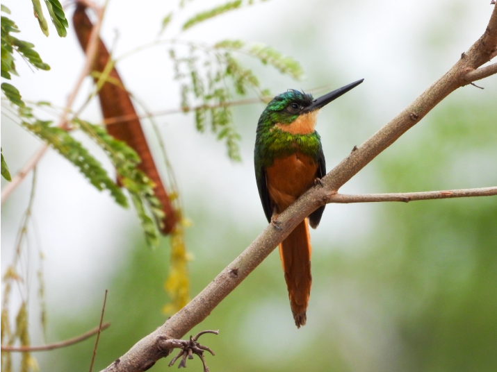 Jacamar Colirrufo (Galbula ruficauda)